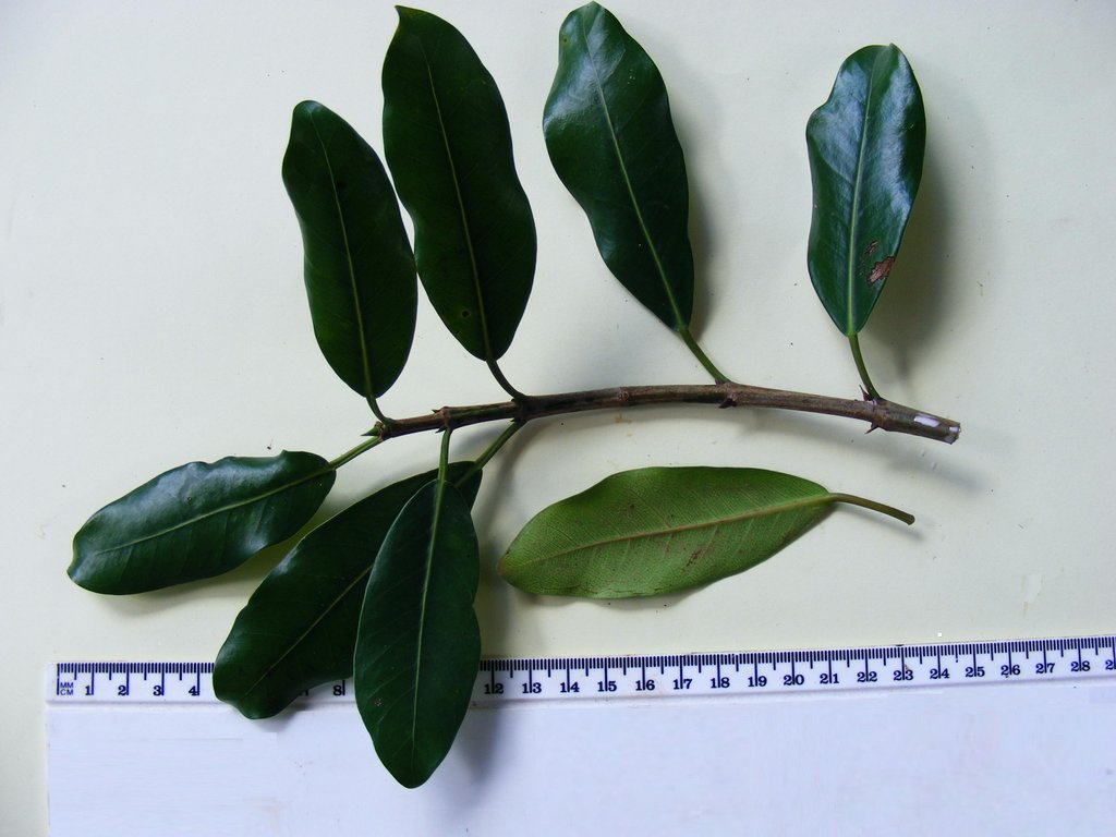 Ficus natalensis subsp. natalensis Ficus natalensis subsp. natalensis