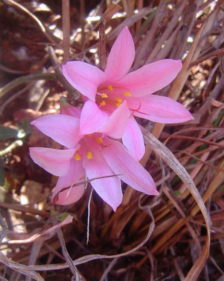 Cyrtanthus galpinii Cyrtanthus galpinii