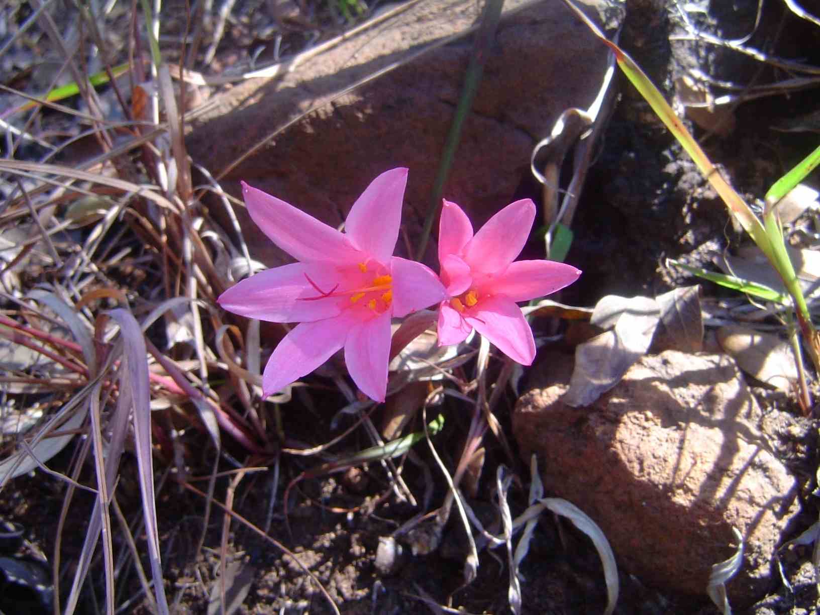 Cyrtanthus galpinii Cyrtanthus galpinii