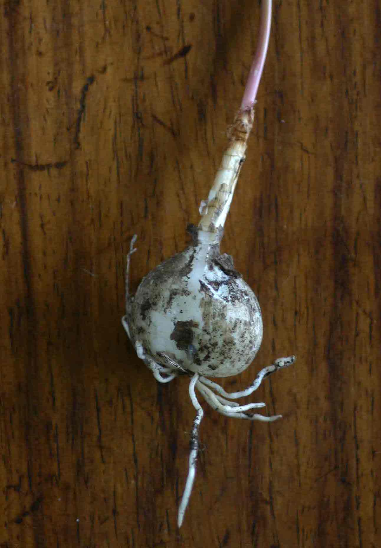 Cyrtanthus galpinii Cyrtanthus galpinii