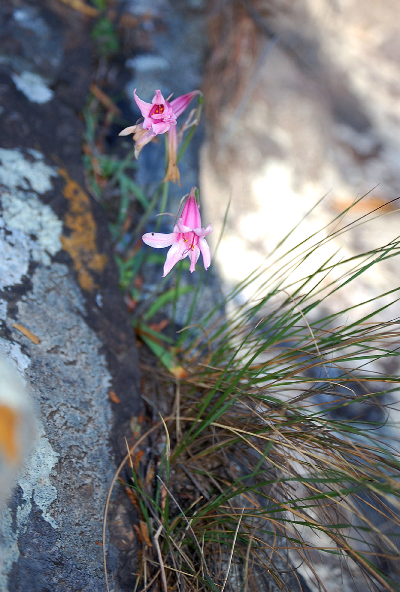 Cyrtanthus galpinii Cyrtanthus galpinii