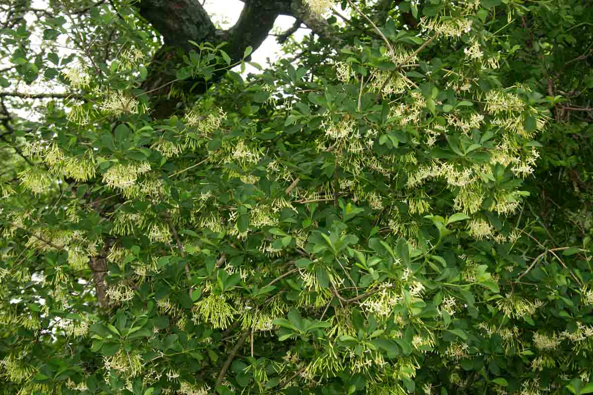 Pavetta gardeniifolia