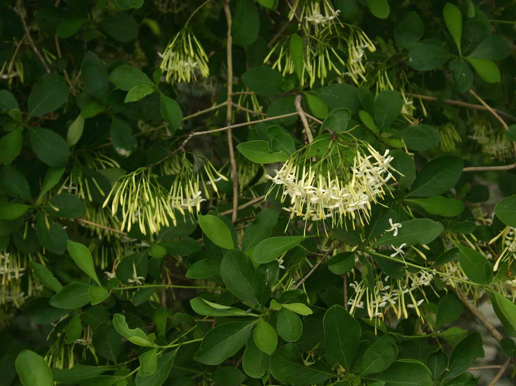 Pavetta gardeniifolia