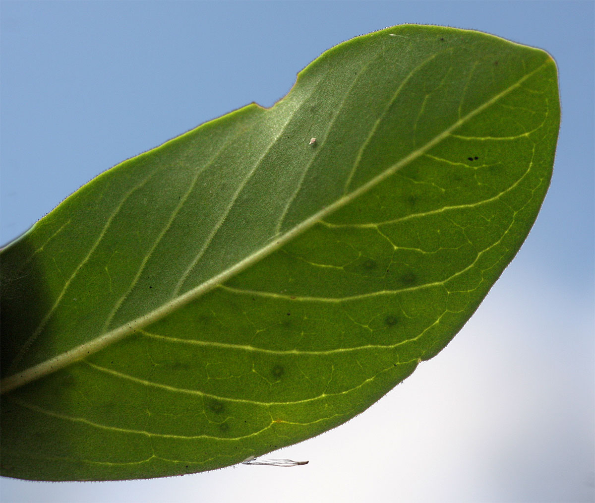 Pavetta gardeniifolia