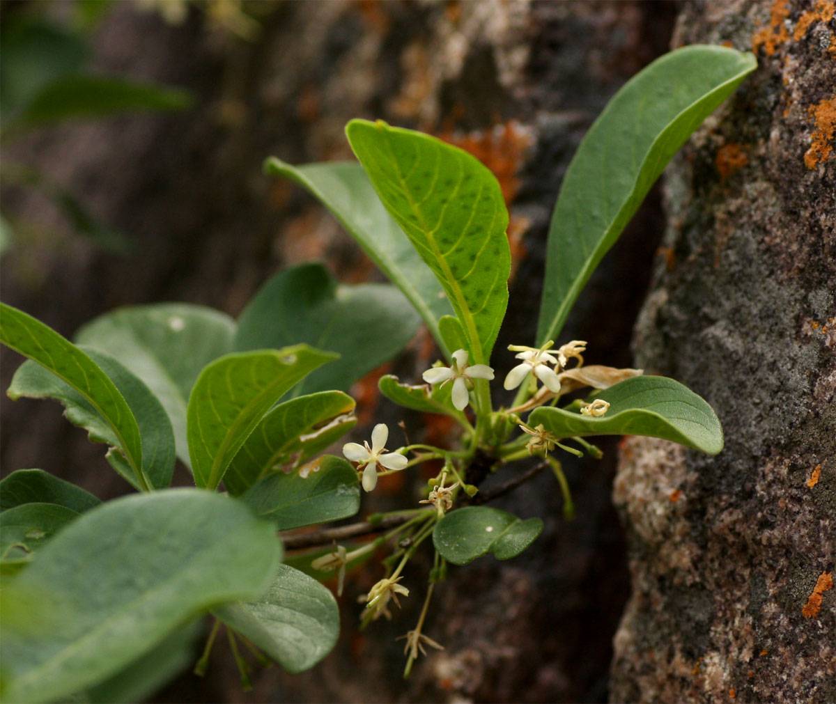 Pavetta gardeniifolia Pavetta gardeniifolia