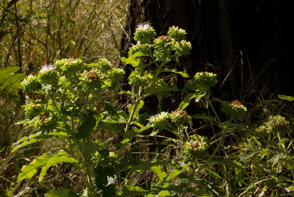 Vernonia adoensis