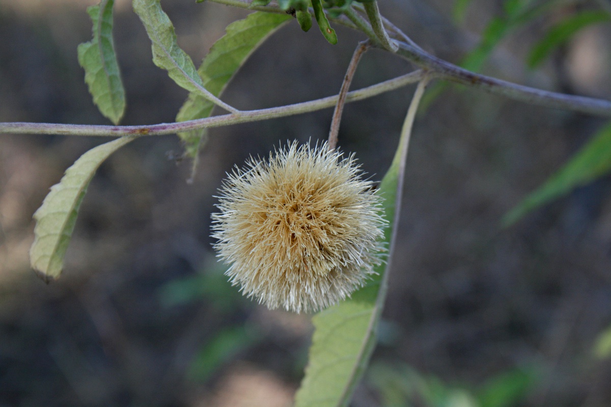 Vernonia adoensis