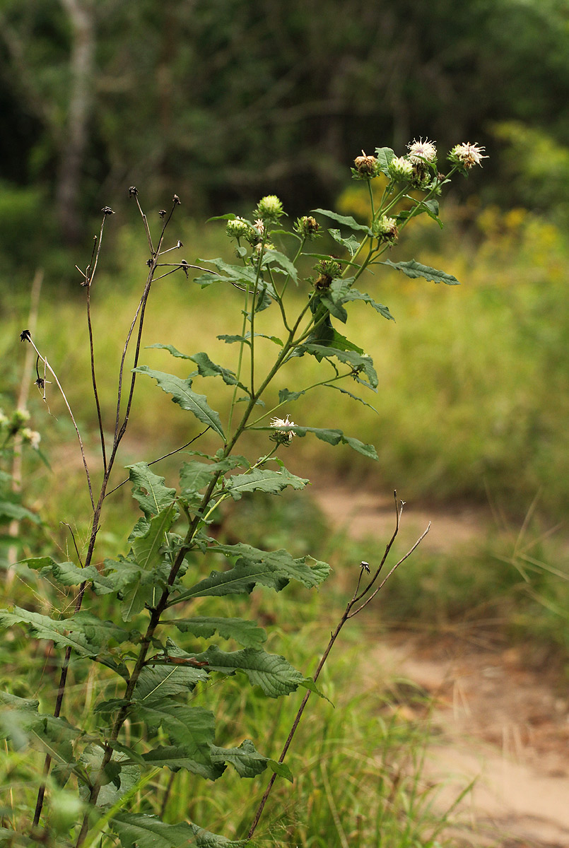 Vernonia adoensis
