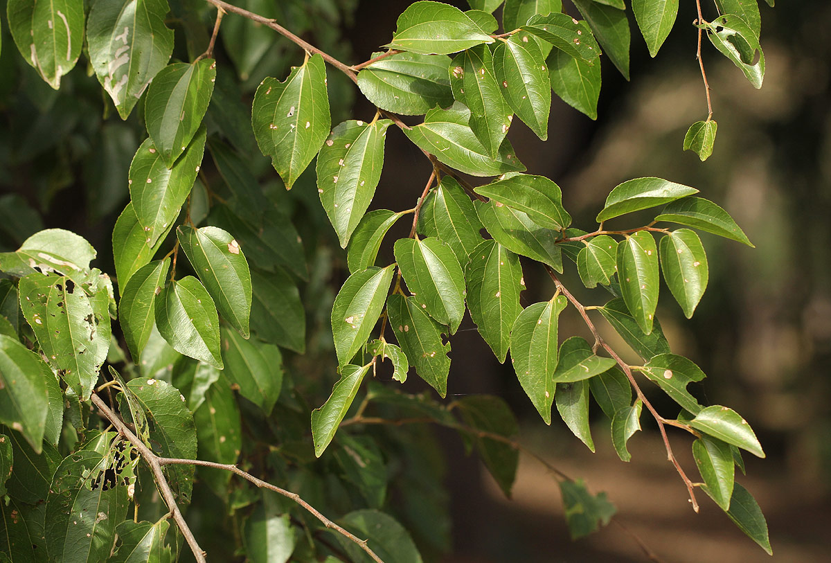 Ziziphus mucronata