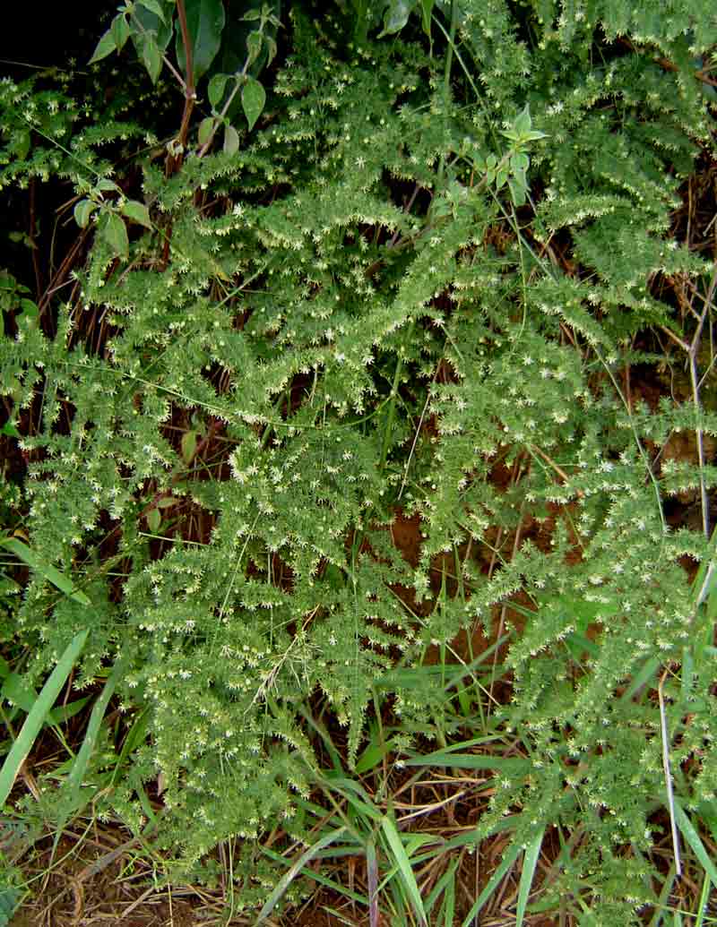 Asparagus setaceus