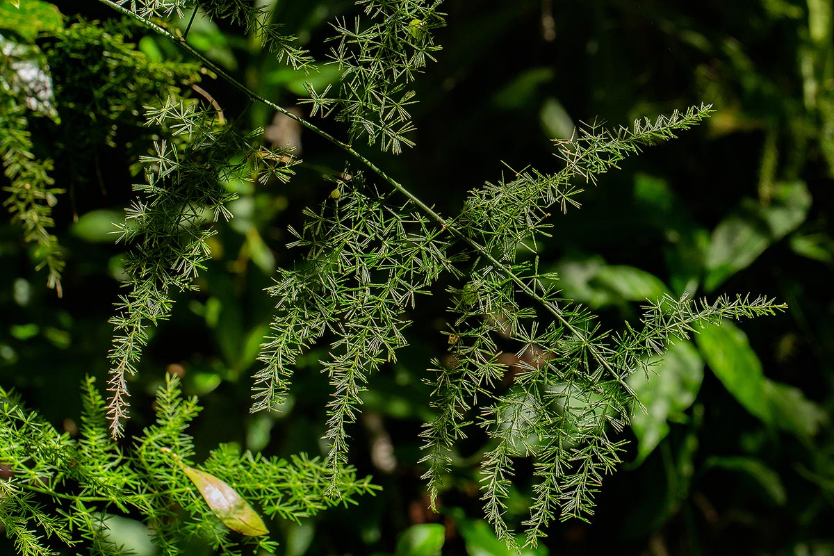Asparagus setaceus