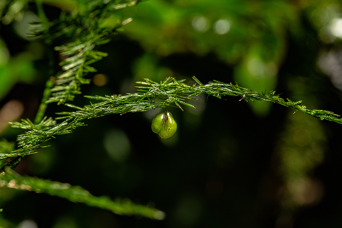 Asparagus setaceus