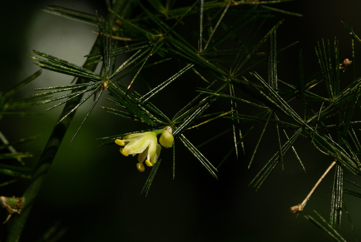 Asparagus setaceus