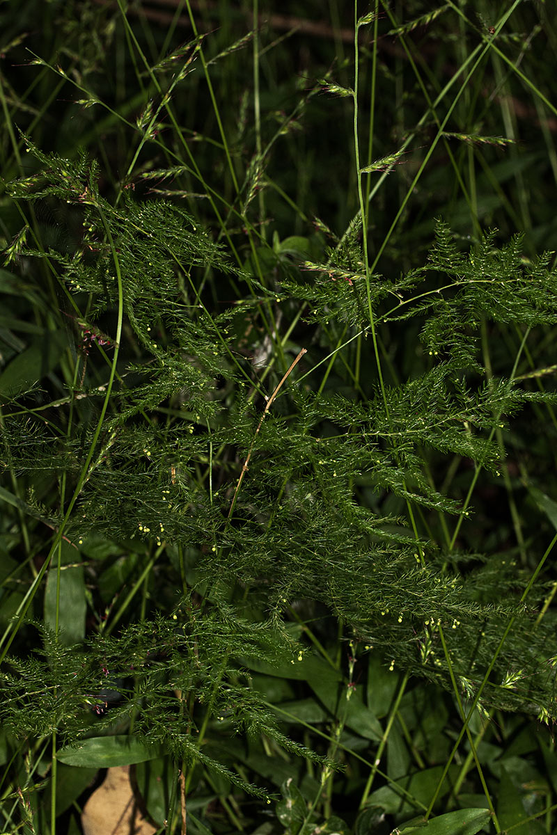Asparagus setaceus