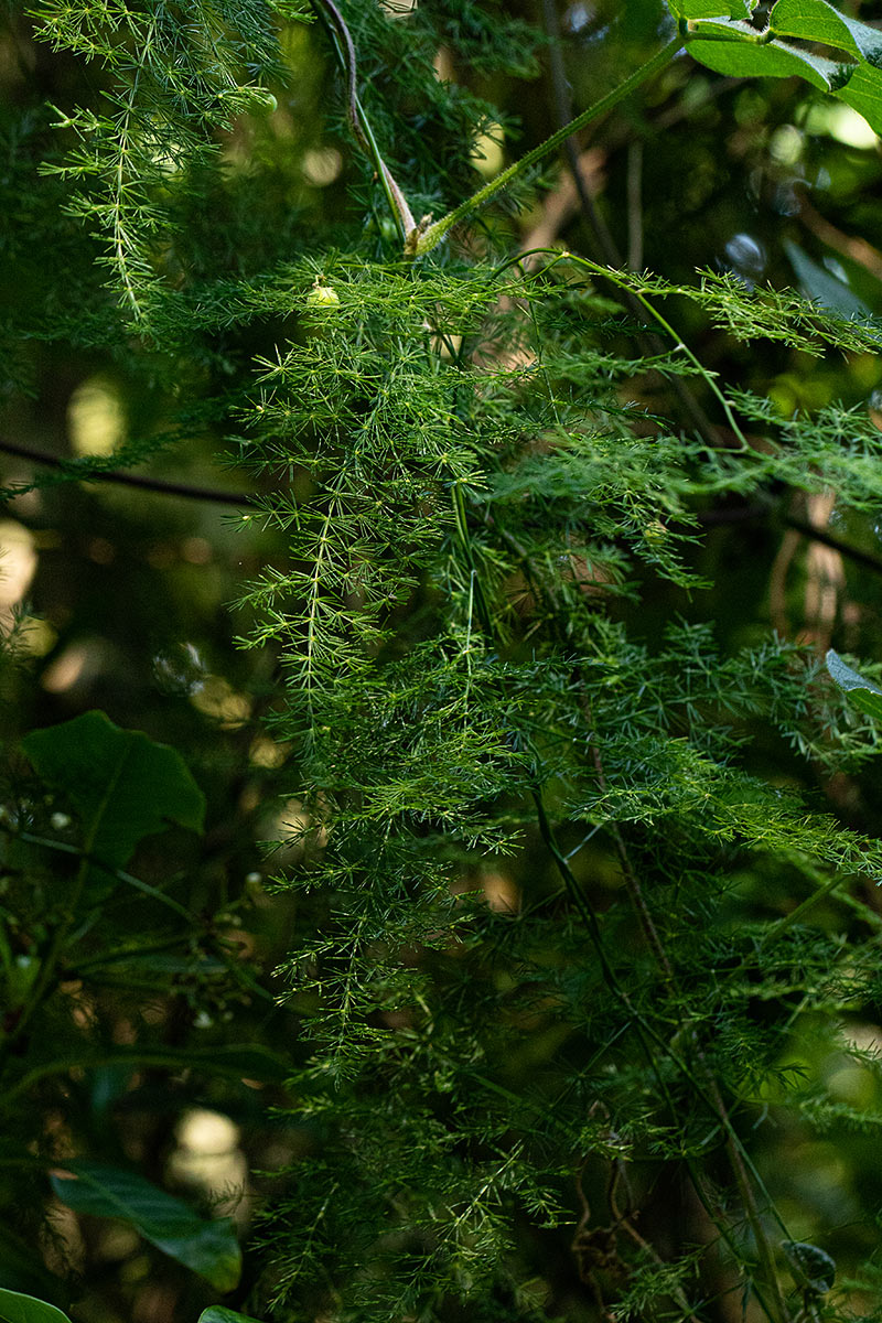 Asparagus setaceus