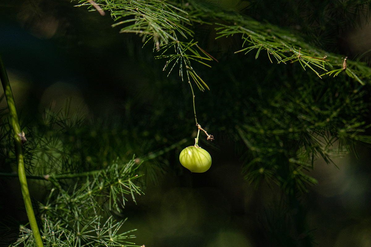 Asparagus setaceus Asparagus setaceus
