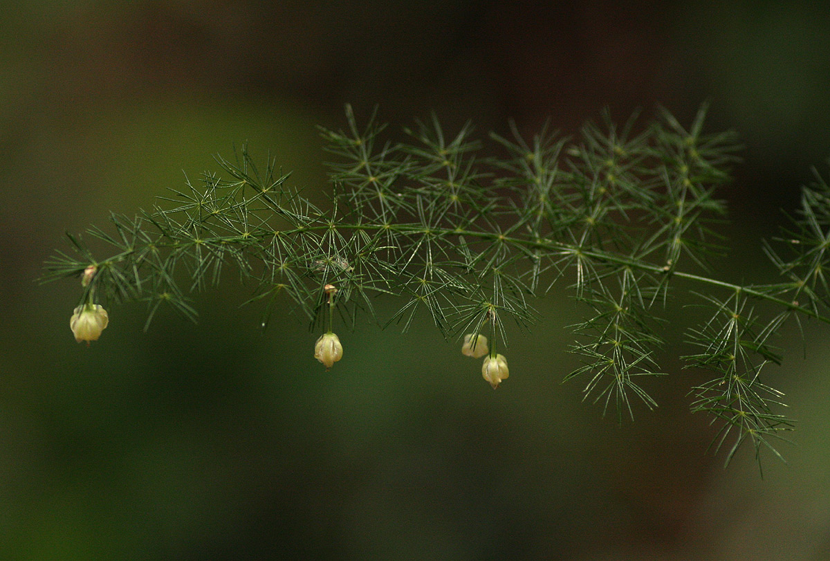 Asparagus setaceus