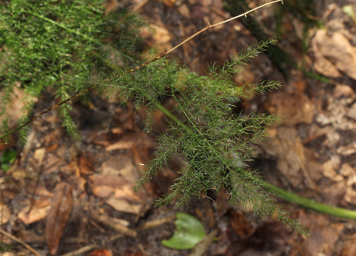 Asparagus setaceus
