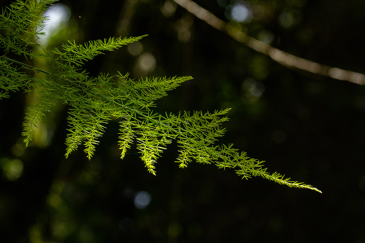 Asparagus setaceus