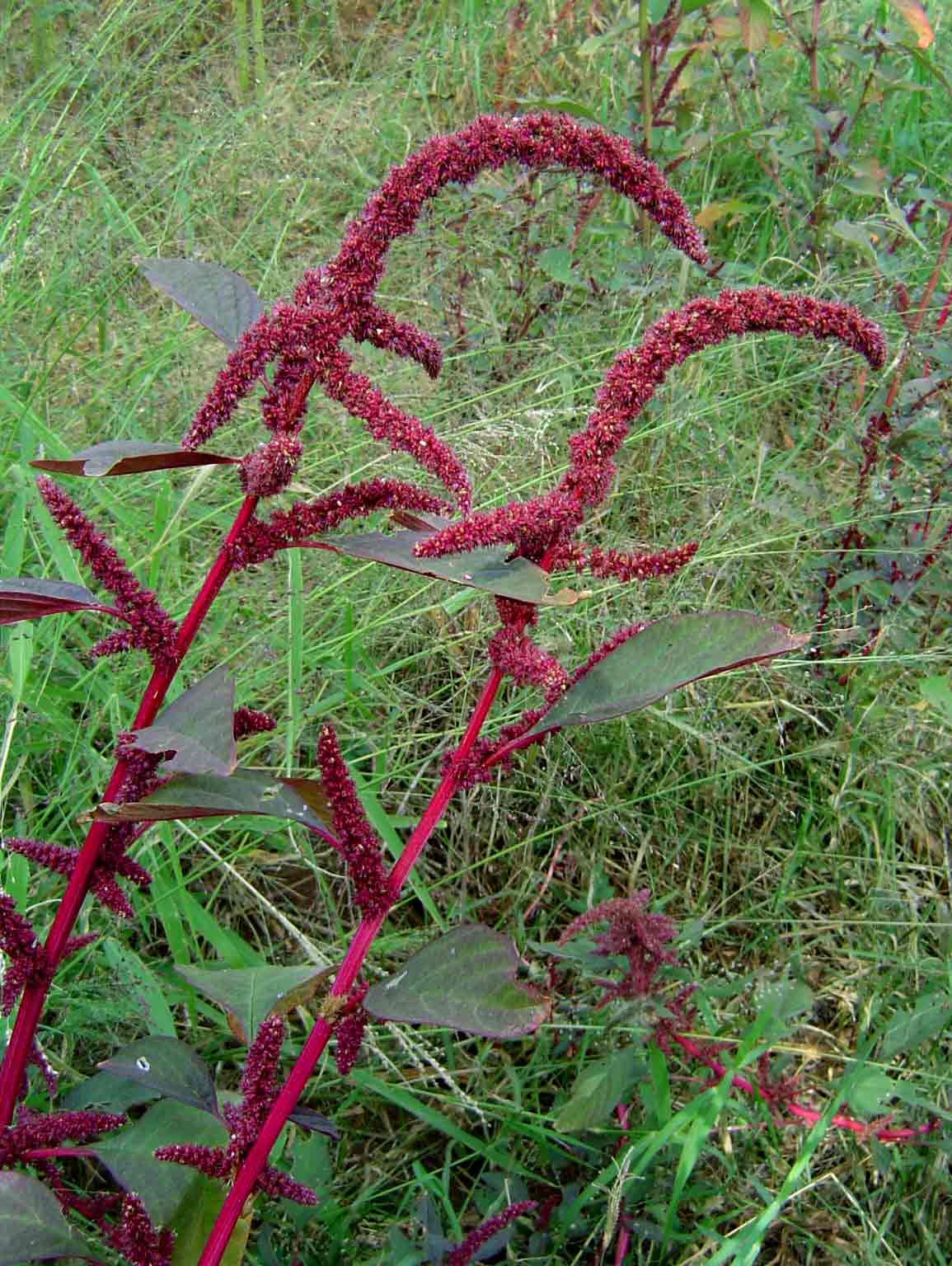 Amaranthus hybridus
