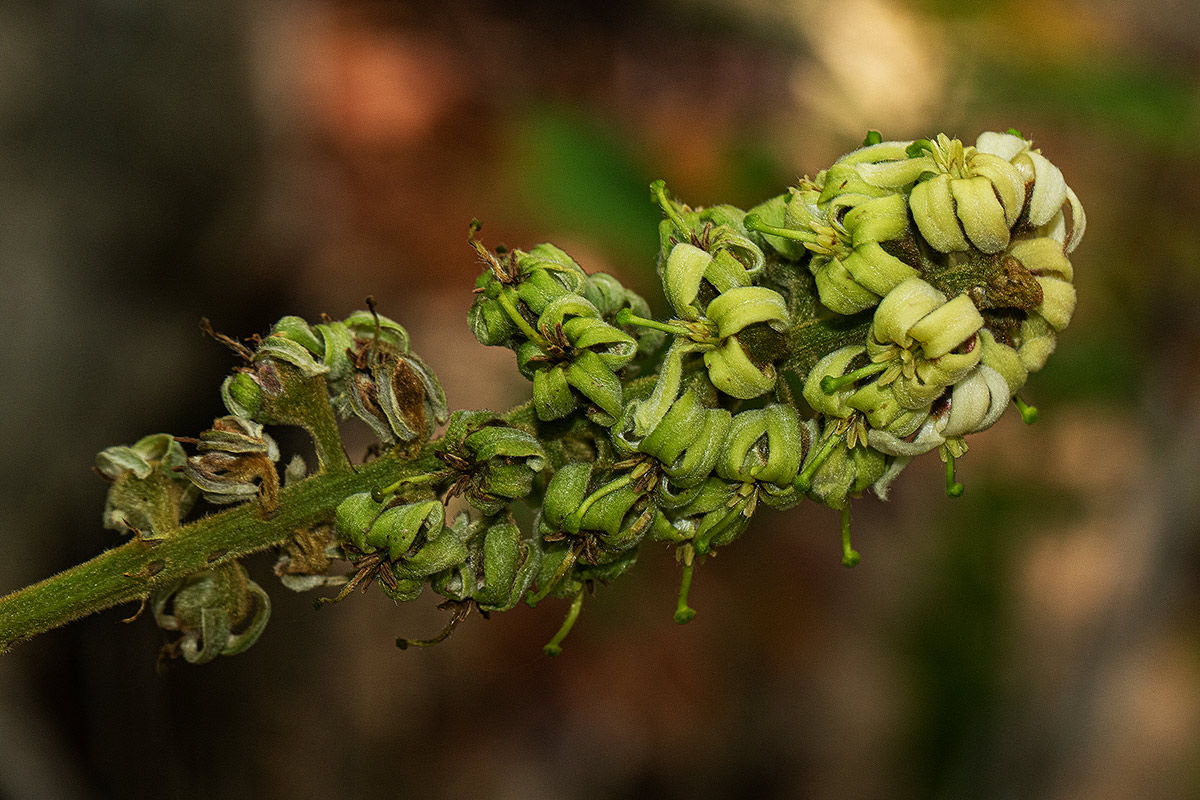 Bersama abyssinica Bersama abyssinica