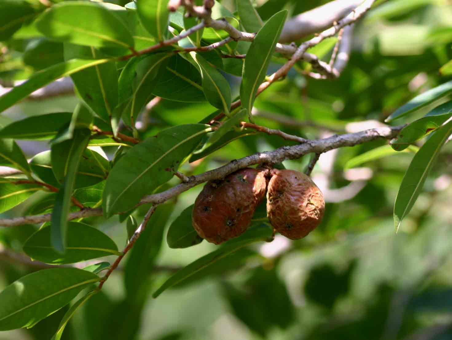 Hexalobus monopetalus