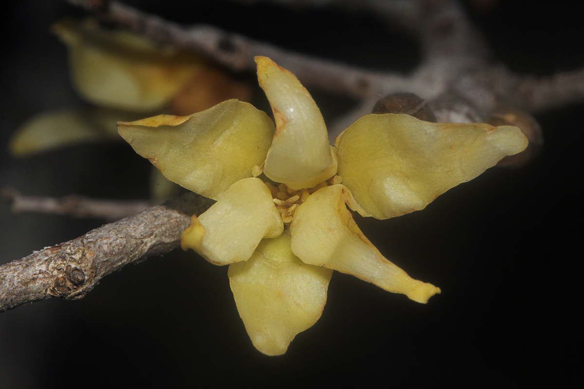 Hexalobus monopetalus