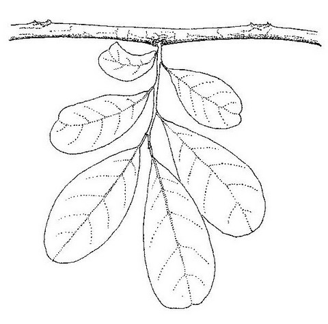 Hexalobus monopetalus