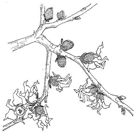 Hexalobus monopetalus