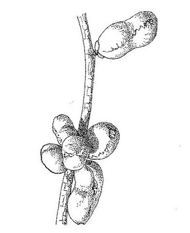 Hexalobus monopetalus