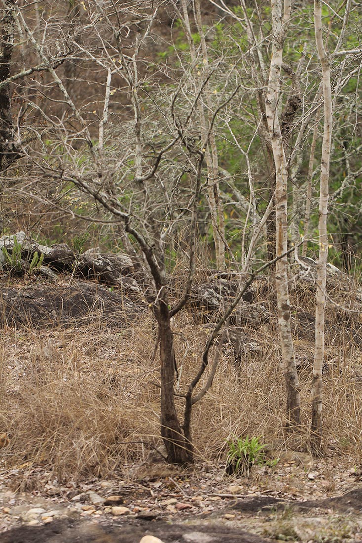 Hexalobus monopetalus