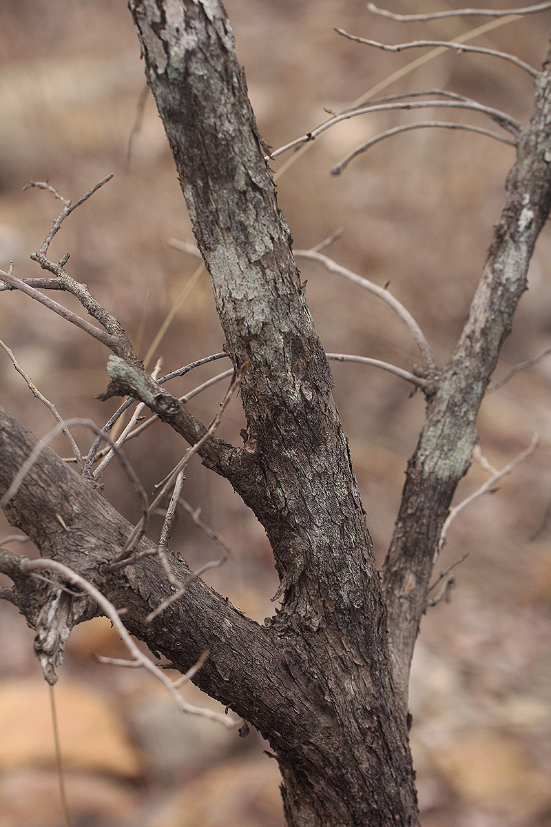 Hexalobus monopetalus