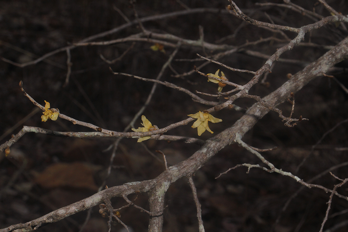 Hexalobus monopetalus