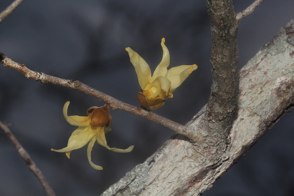 Hexalobus monopetalus