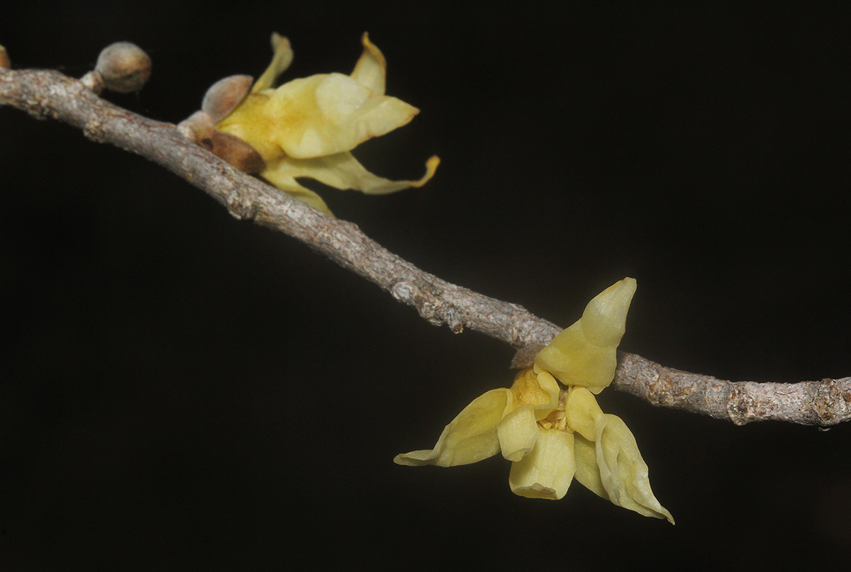 Hexalobus monopetalus