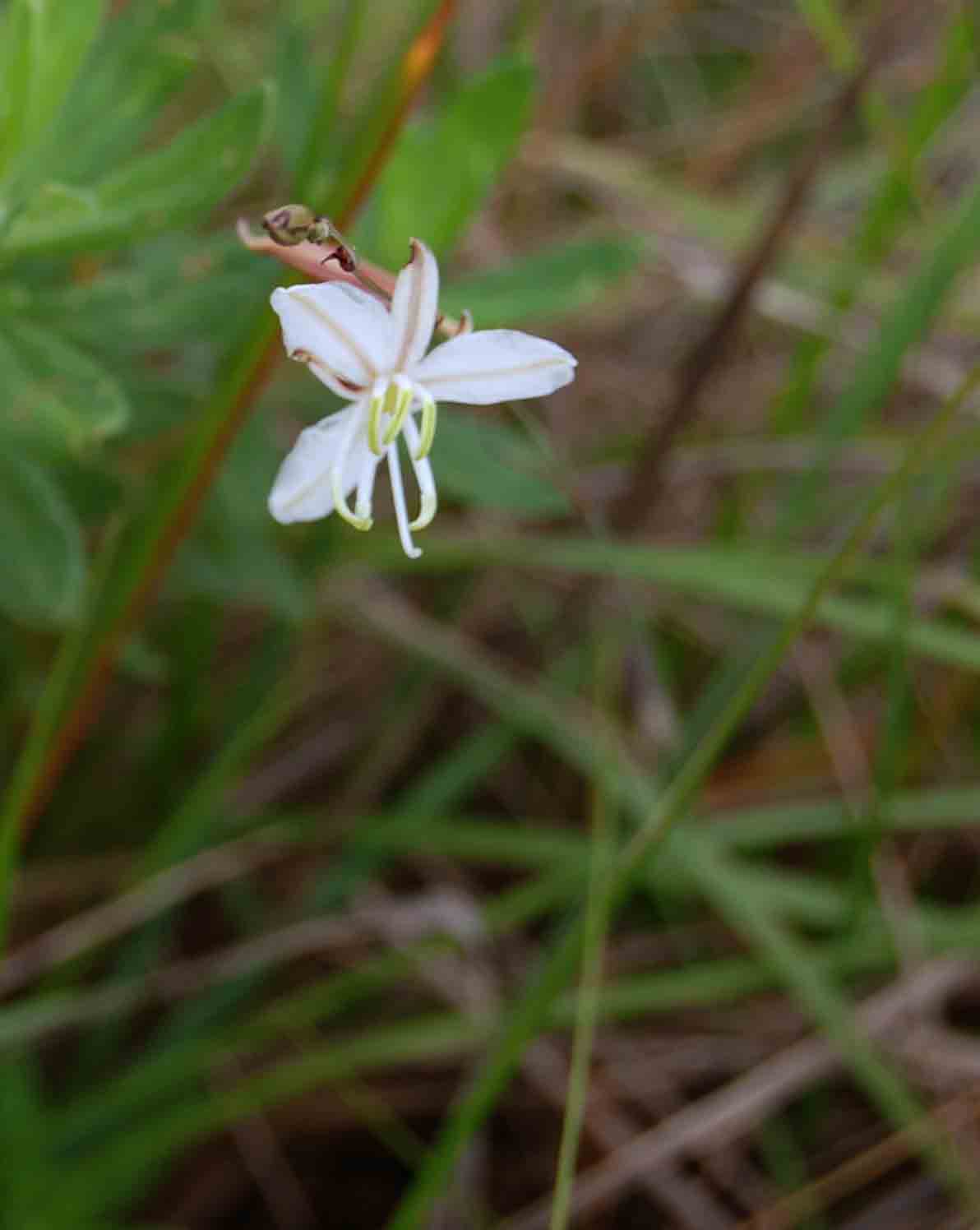Chlorophytum galpinii