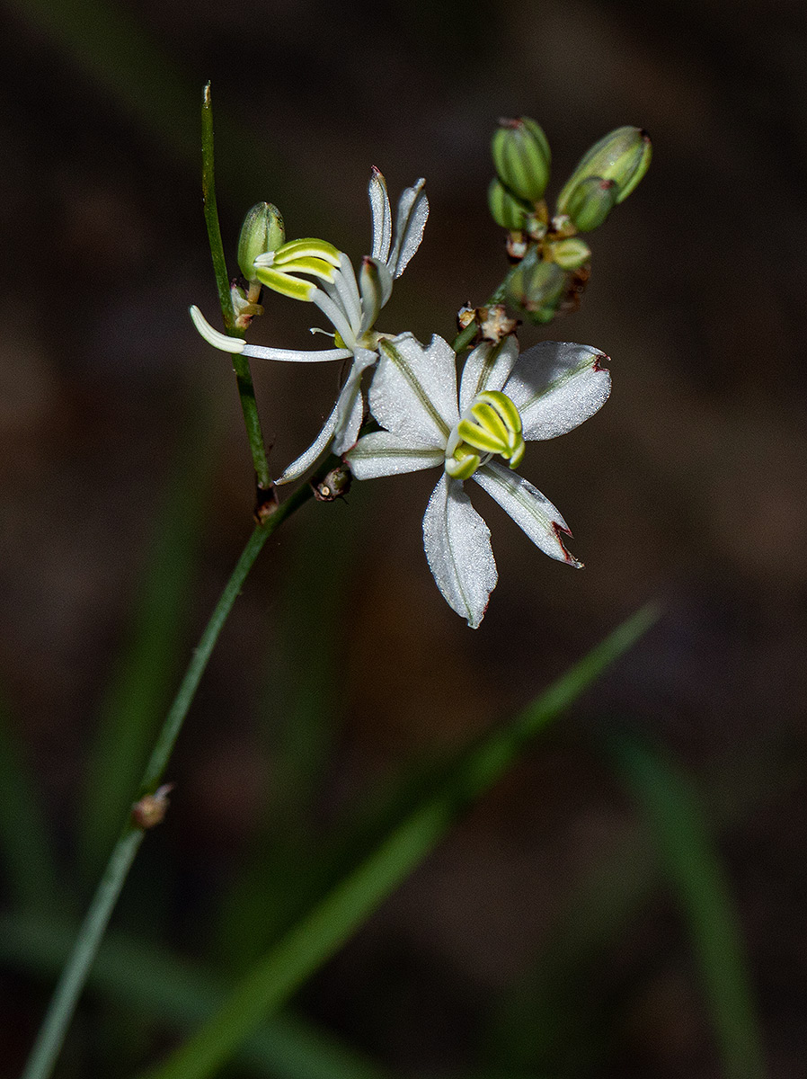 Chlorophytum galpinii