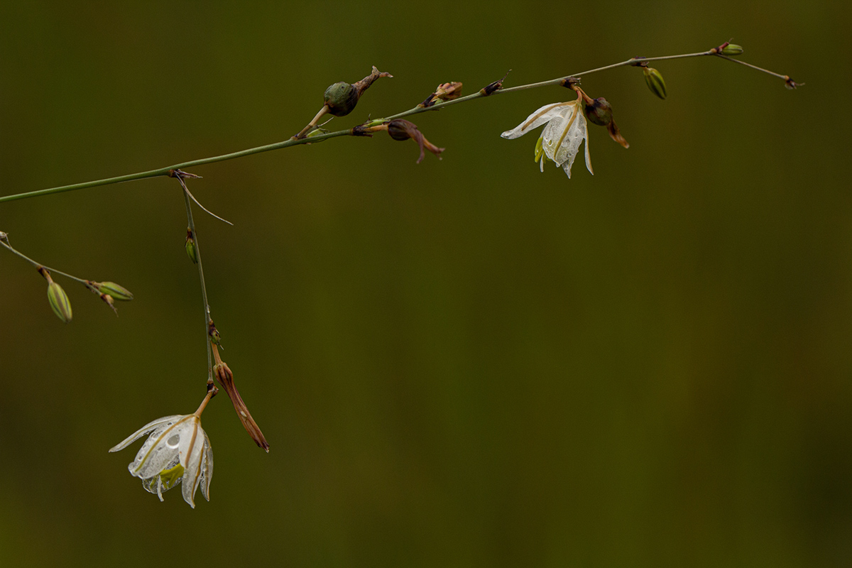 Chlorophytum galpinii