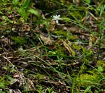 Chlorophytum galpinii