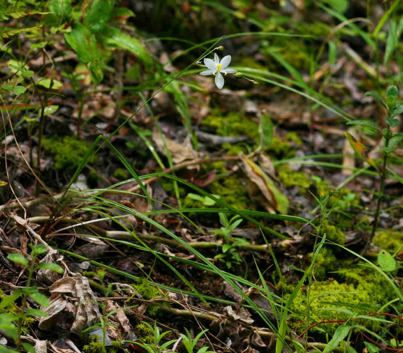 Chlorophytum galpinii
