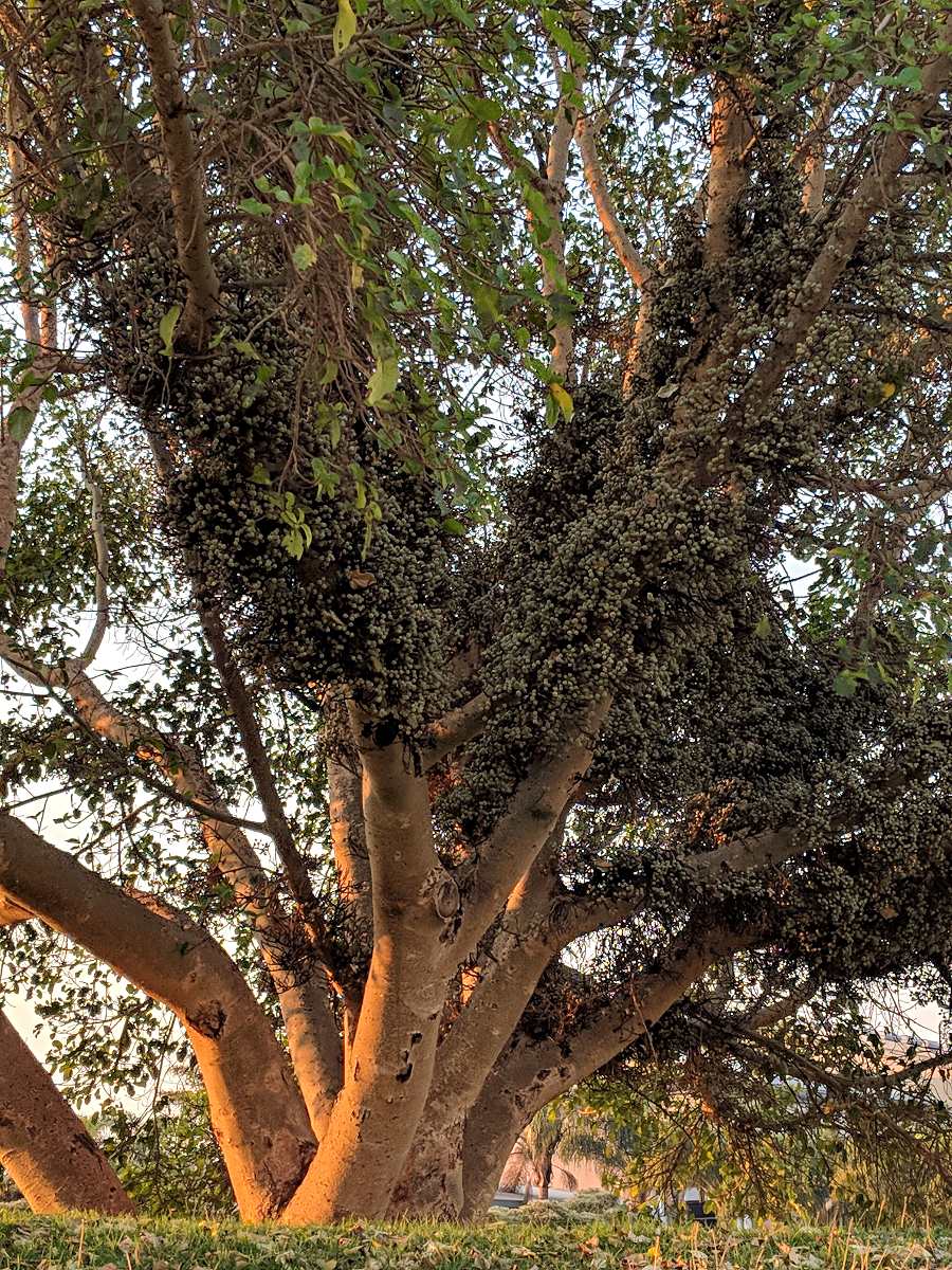 Ficus sycomorus subsp. sycomorus Ficus sycomorus subsp. sycomorus