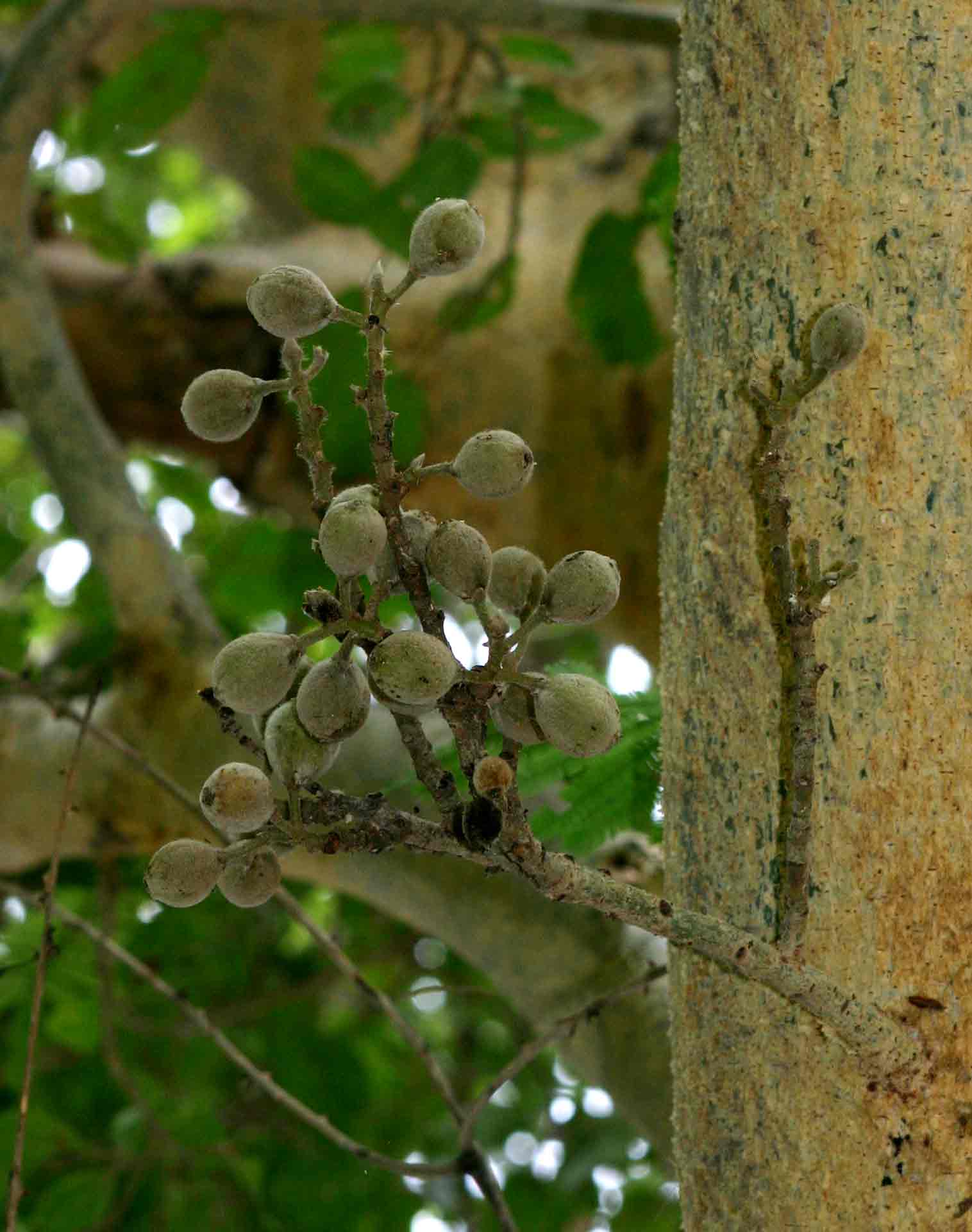 Ficus sycomorus subsp. sycomorus