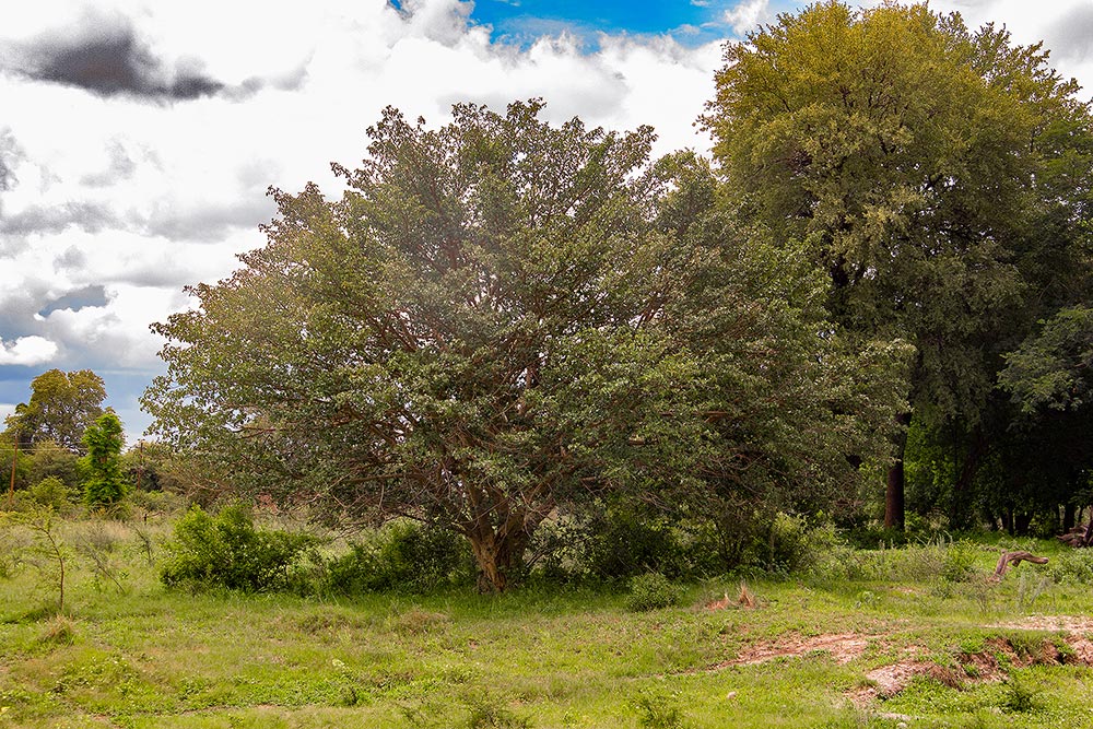 Ficus sycomorus subsp. sycomorus