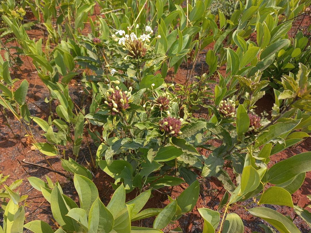 Clerodendrum buchneri