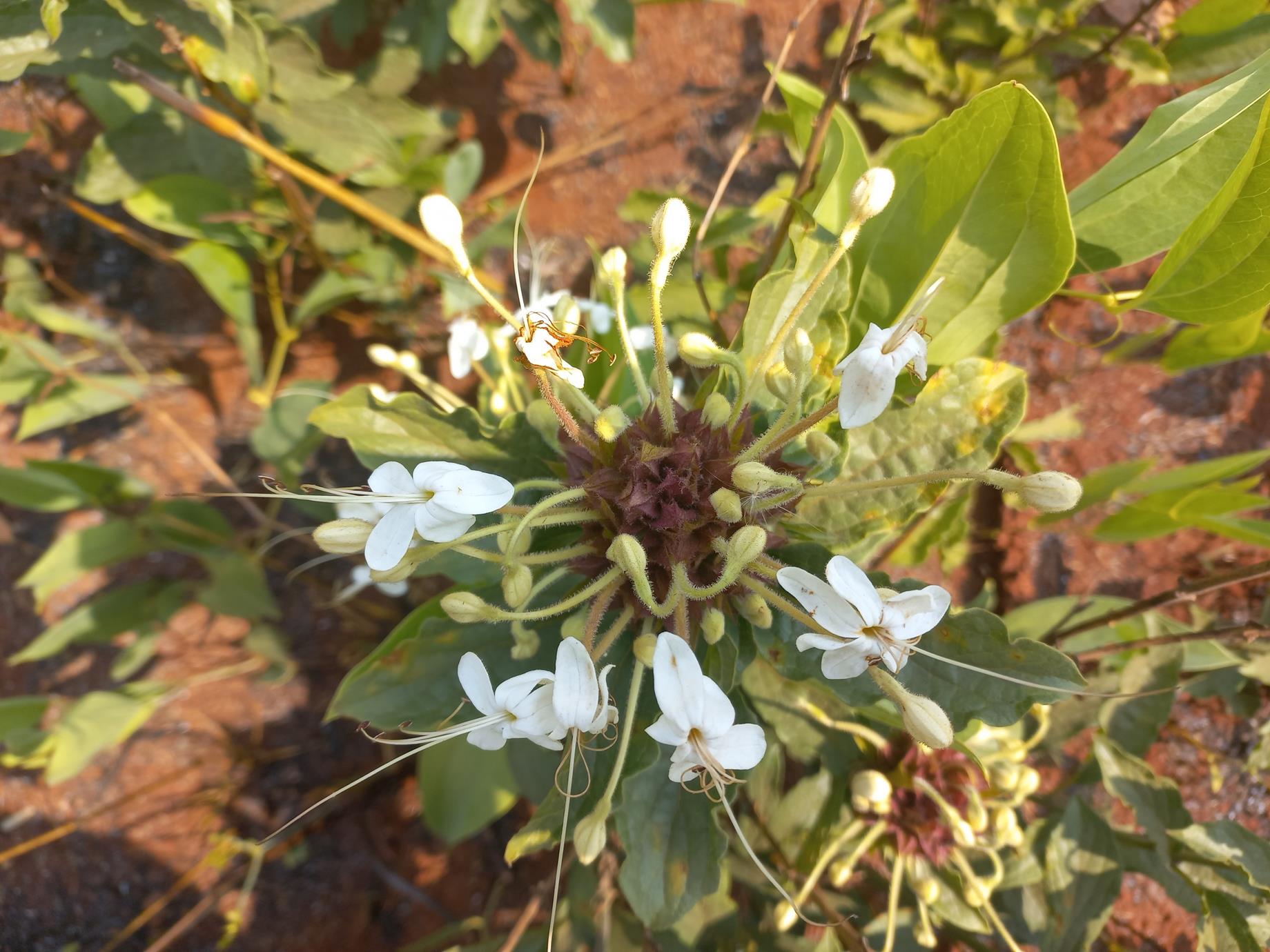 Clerodendrum buchneri