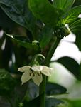 Capsicum annuum var. annuum