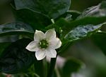 Capsicum annuum var. annuum
