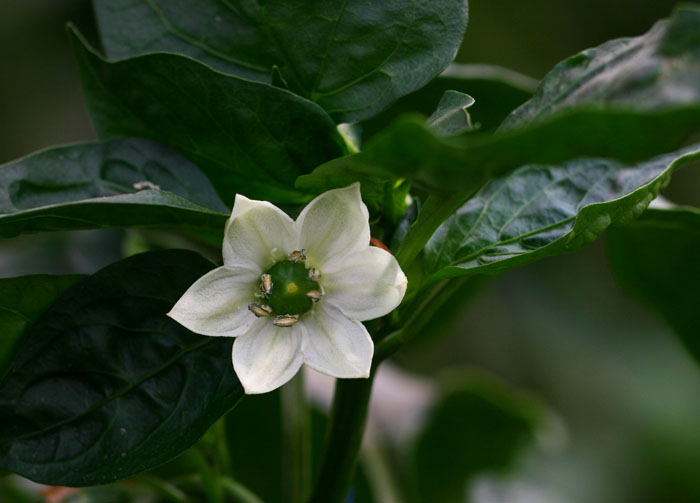 Capsicum annuum var. annuum