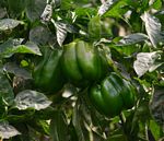 Capsicum annuum var. annuum