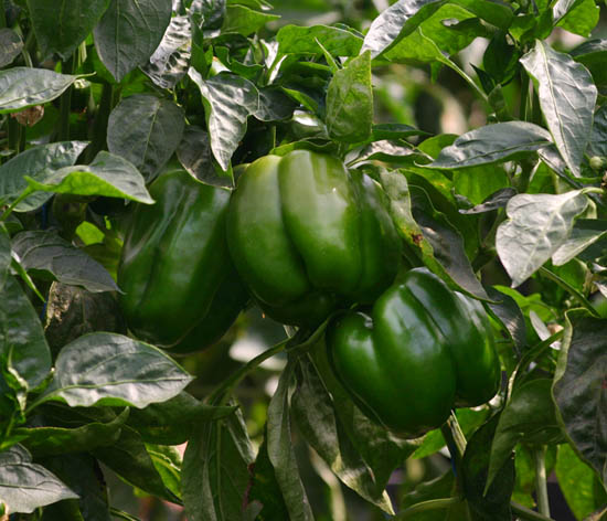 Capsicum annuum var. annuum